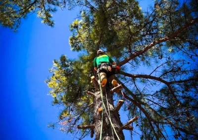Pinstripe Lawn Care and Landscaping Tree Removal and Trimming Services.