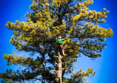Pinstripe Lawn Care and Landscaping Professional Tree Removal and Trimming.