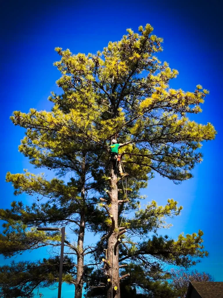 Pinstripe Lawn Care and Landscaping Professional Tree Removal and Trimming. 