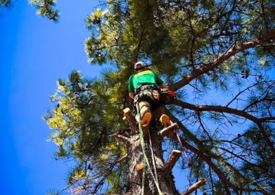 Pinstripe Lawn Care Professional Tree Removal